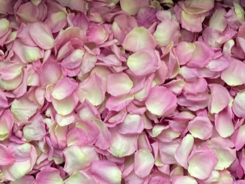 Freeze Dried Rose Petals - Whisper