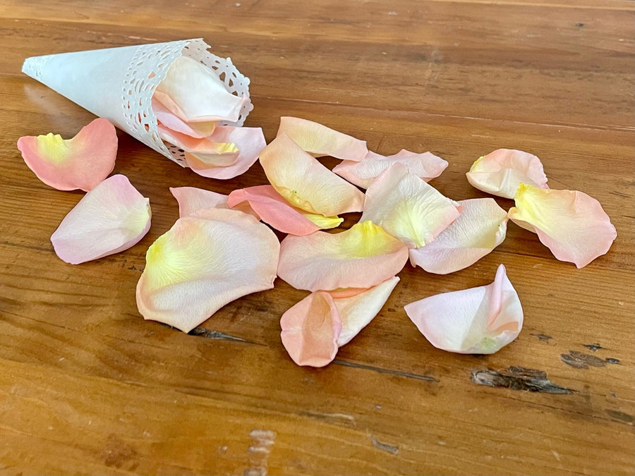 Freeze Dried Rose Petals - Seashell
