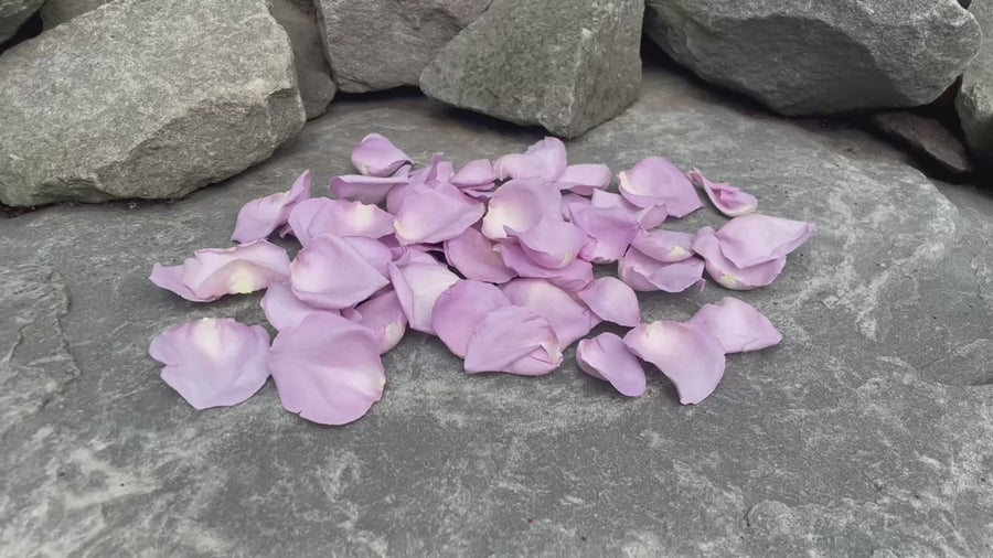 Freeze Dried Rose Petals - Lavender