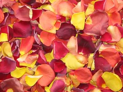 Freeze Dried Rose Petals - Harvest Blend
