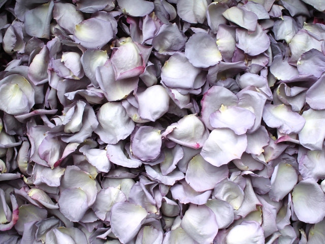 Freeze Dried Rose Petals - Lavender