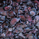 Freeze Dried Rose Petals - Blacklight dyed