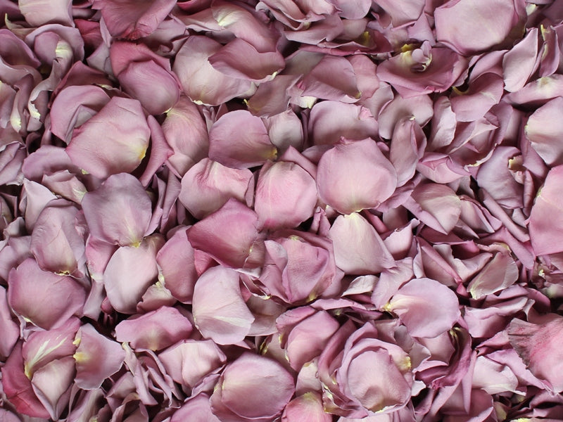 Freeze Dried Rose Petals - Dusty Purple