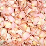 Freeze Dried Rose Petals - Seashell