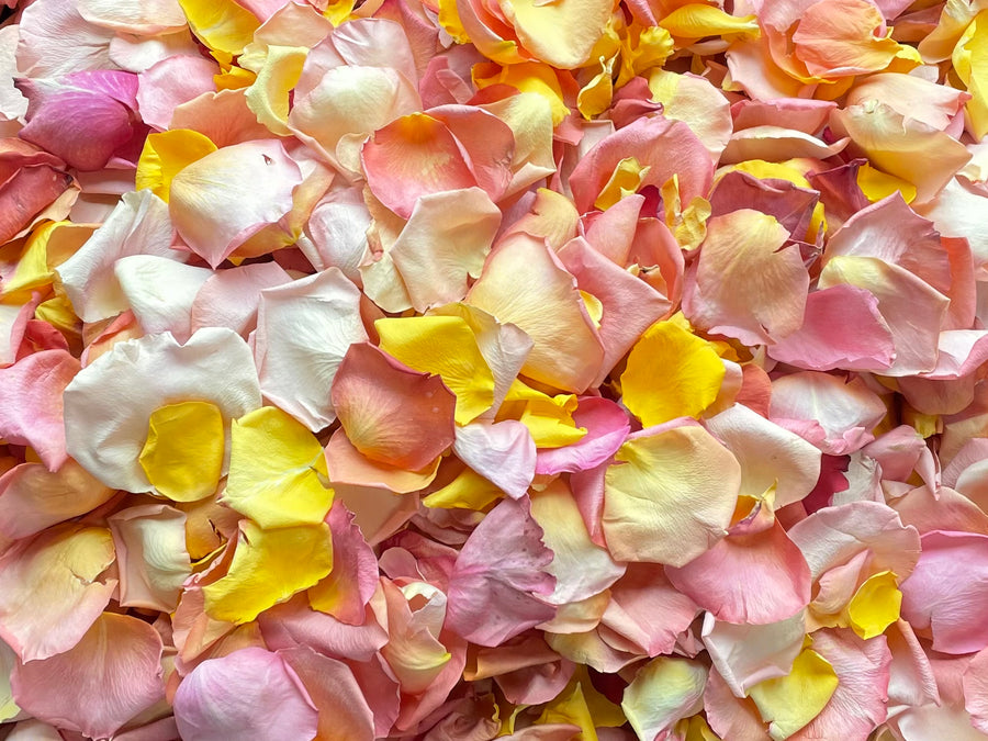 Rose Petals, Real Freeze Dried Petals in Pinks, Orange, and Yellow for Pathways, 70 cups